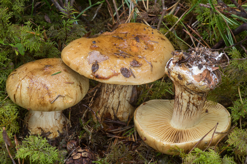 Cortinarius sulfurinus